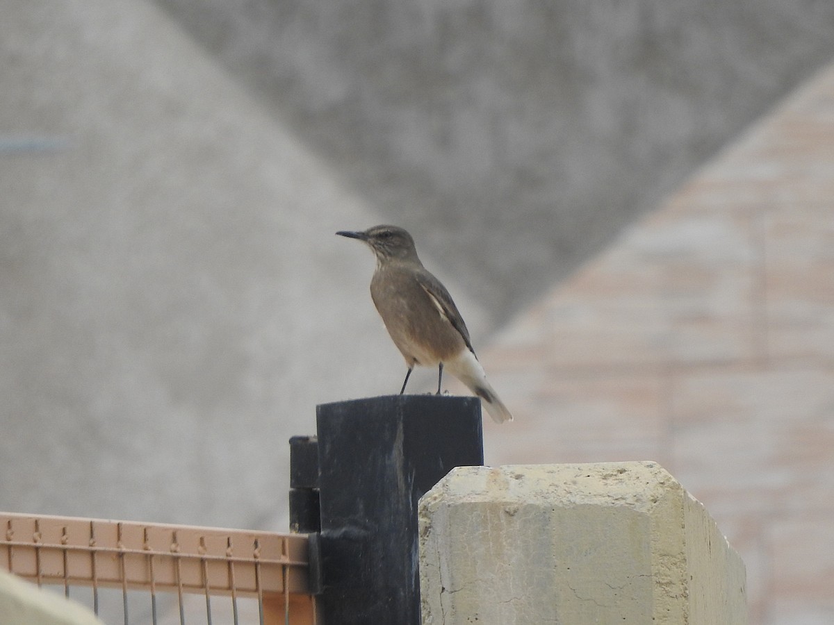 Black-billed Shrike-Tyrant - ML636050391