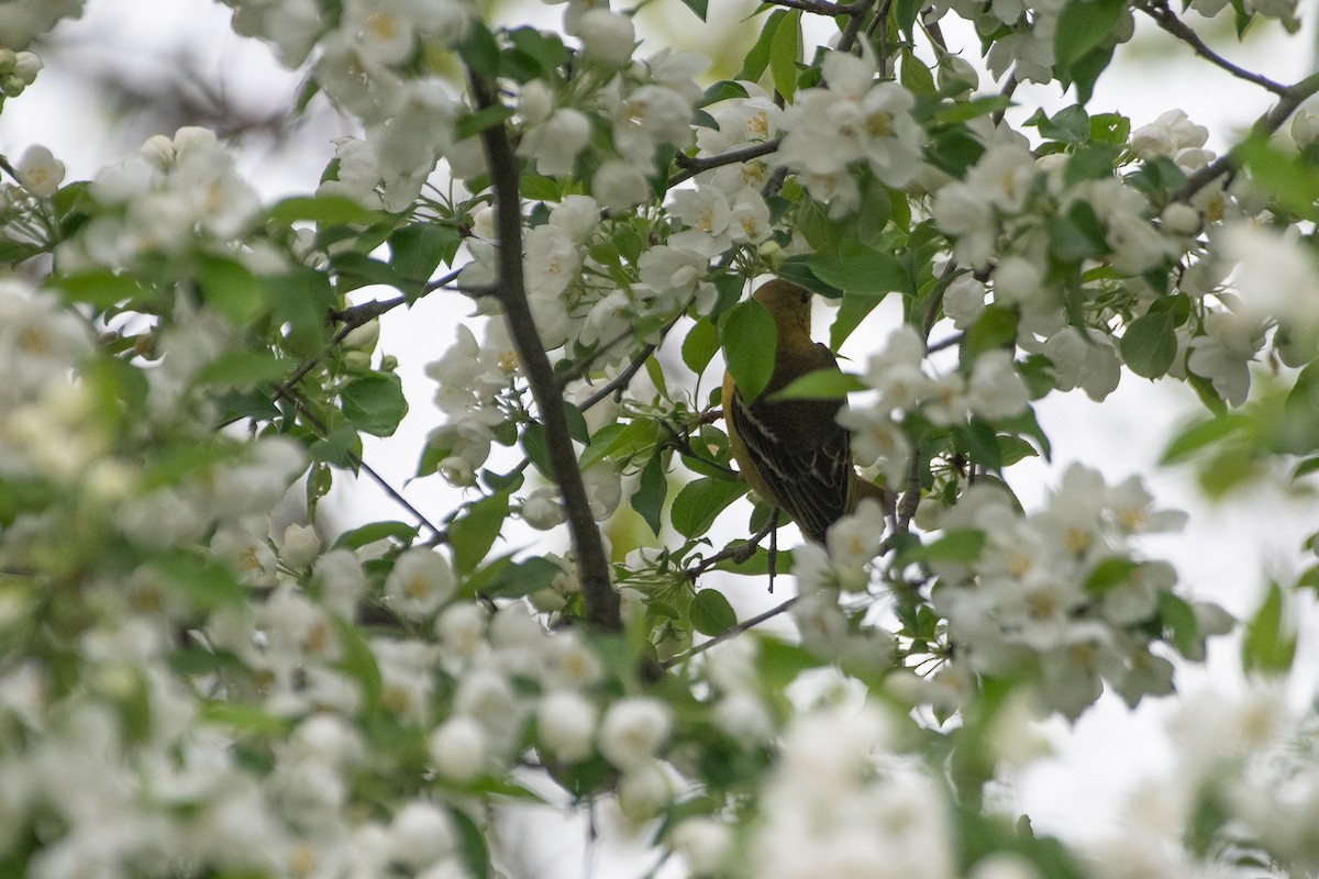 Orchard Oriole - ML636050401
