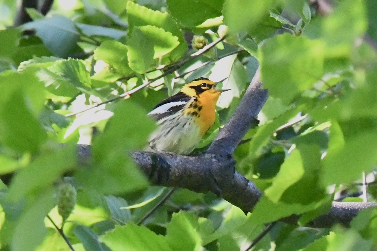 Blackburnian Warbler - ML636050406