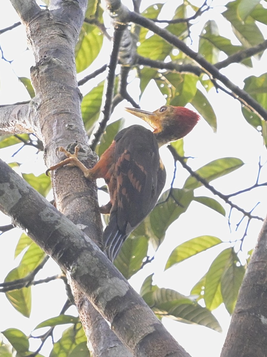 Orange-backed Woodpecker - ML636050540