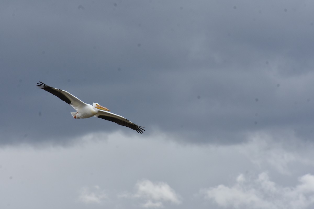 American White Pelican - ML636050566