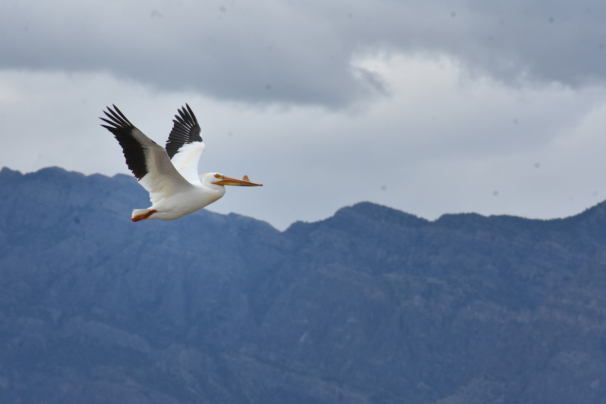 American White Pelican - ML636050567