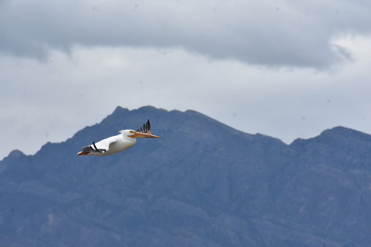 American White Pelican - ML636050568