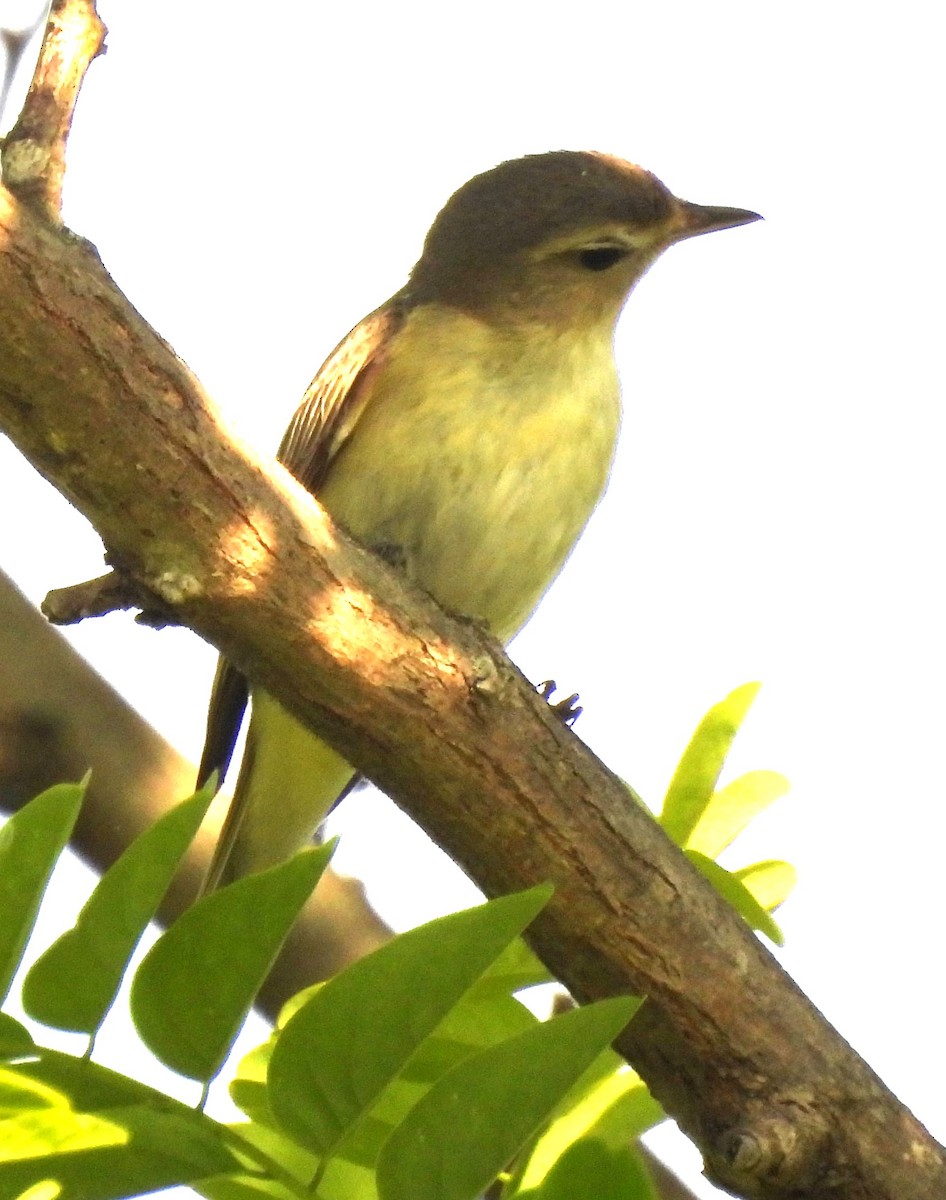 zelenáček švitořivý - ML636050692