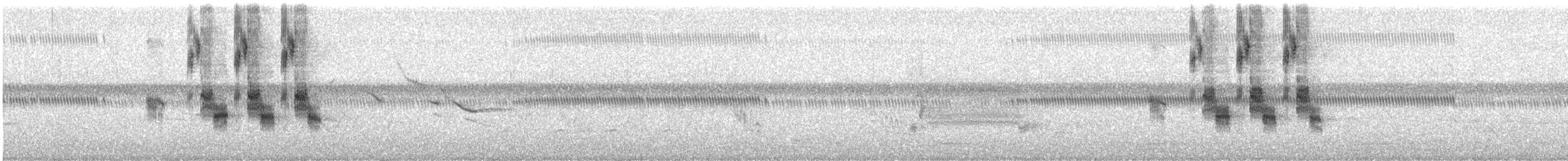 papežík americký - ML636050719