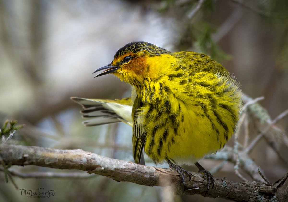 Cape May Warbler - ML636050724