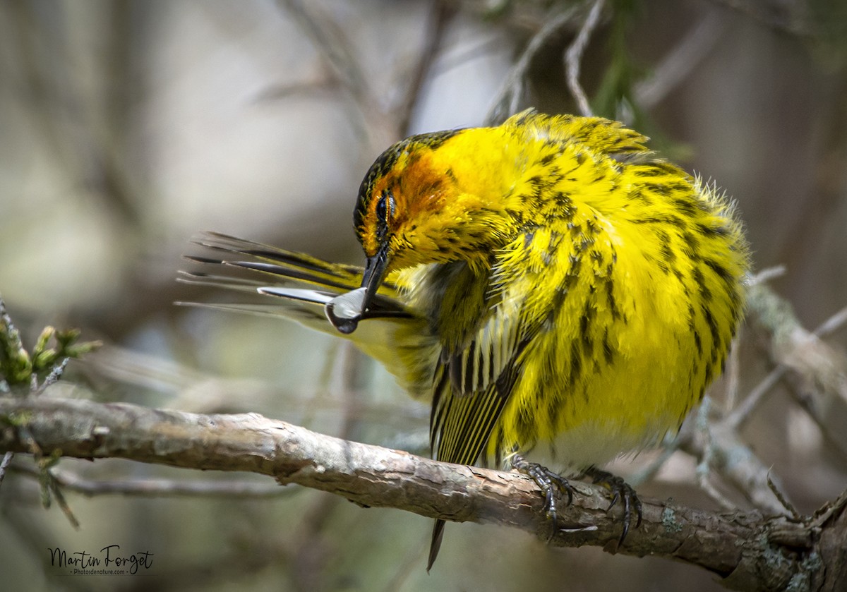 Cape May Warbler - ML636050725