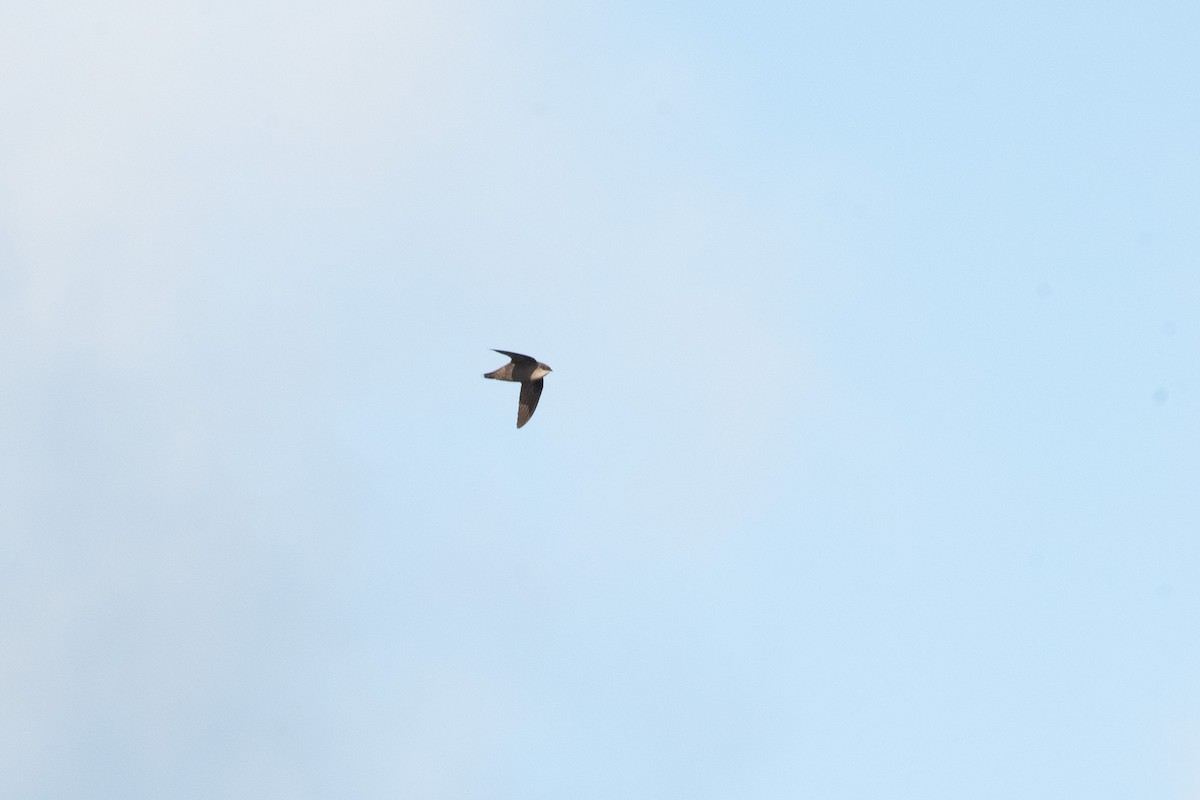 Chimney Swift - ML636050975
