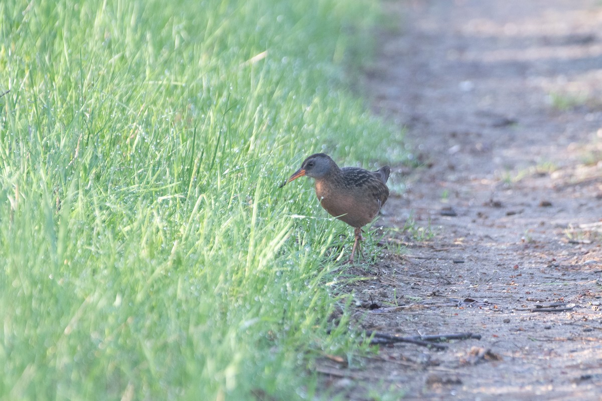 Virginia Rail - ML636050986