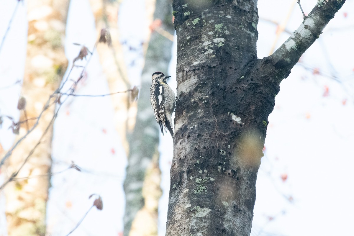 Yellow-bellied Sapsucker - ML636051002