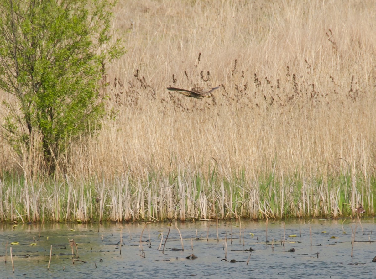 American Bittern - ML636051009