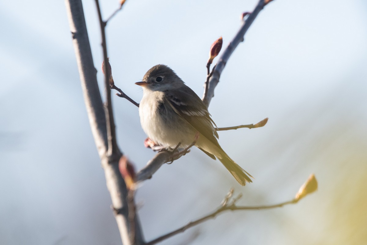 Least Flycatcher - ML636051011