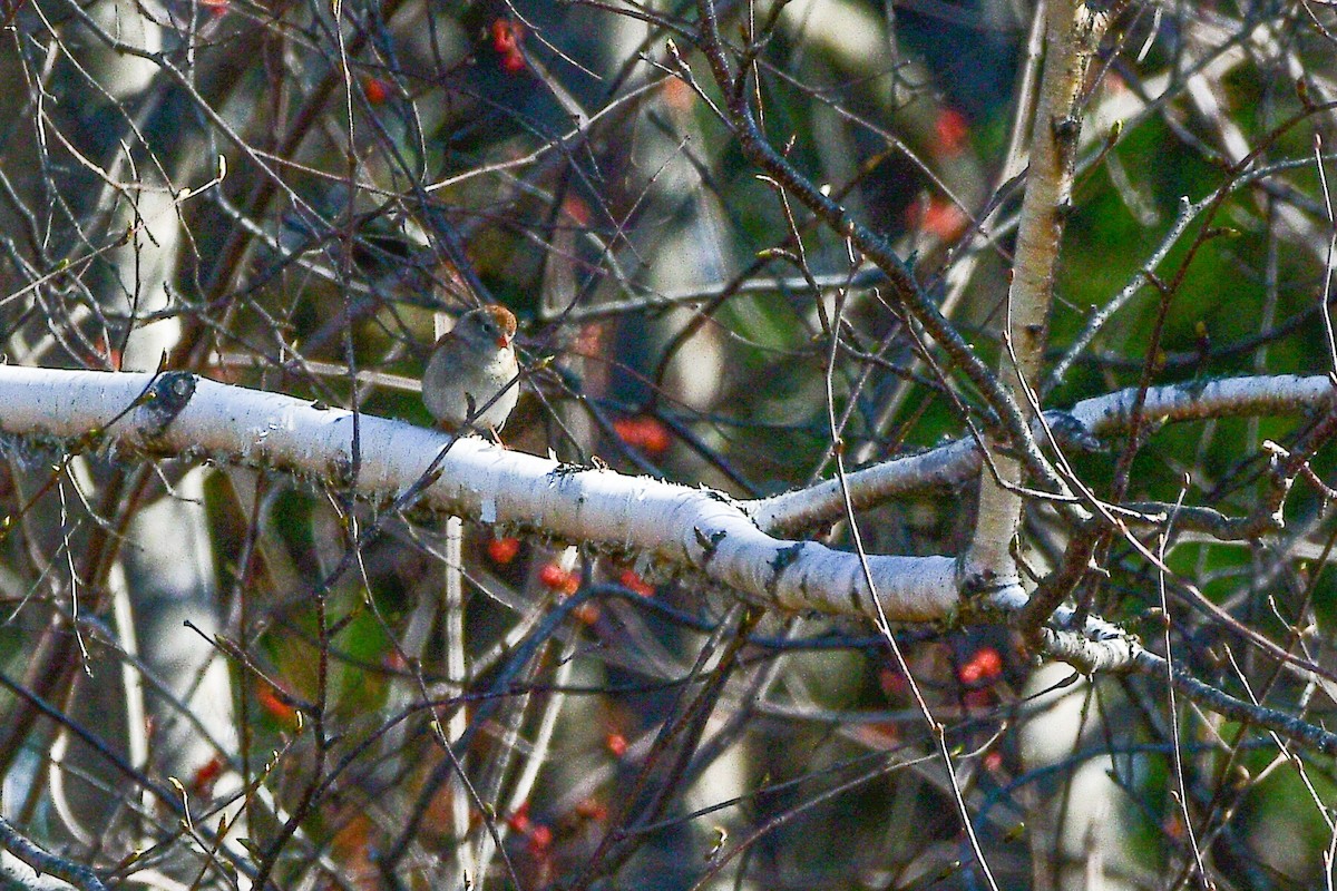 Field Sparrow - ML636051228