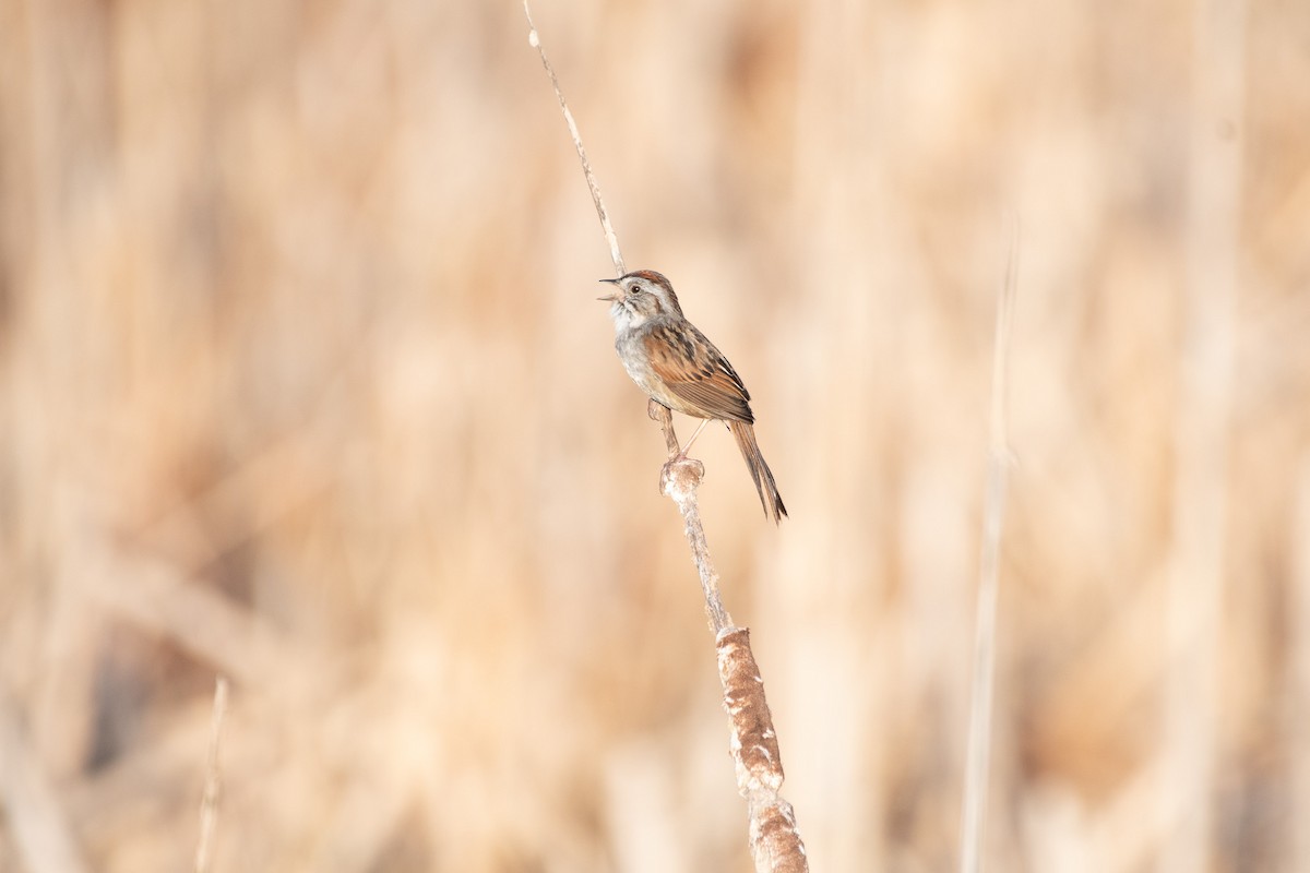 Swamp Sparrow - ML636051236