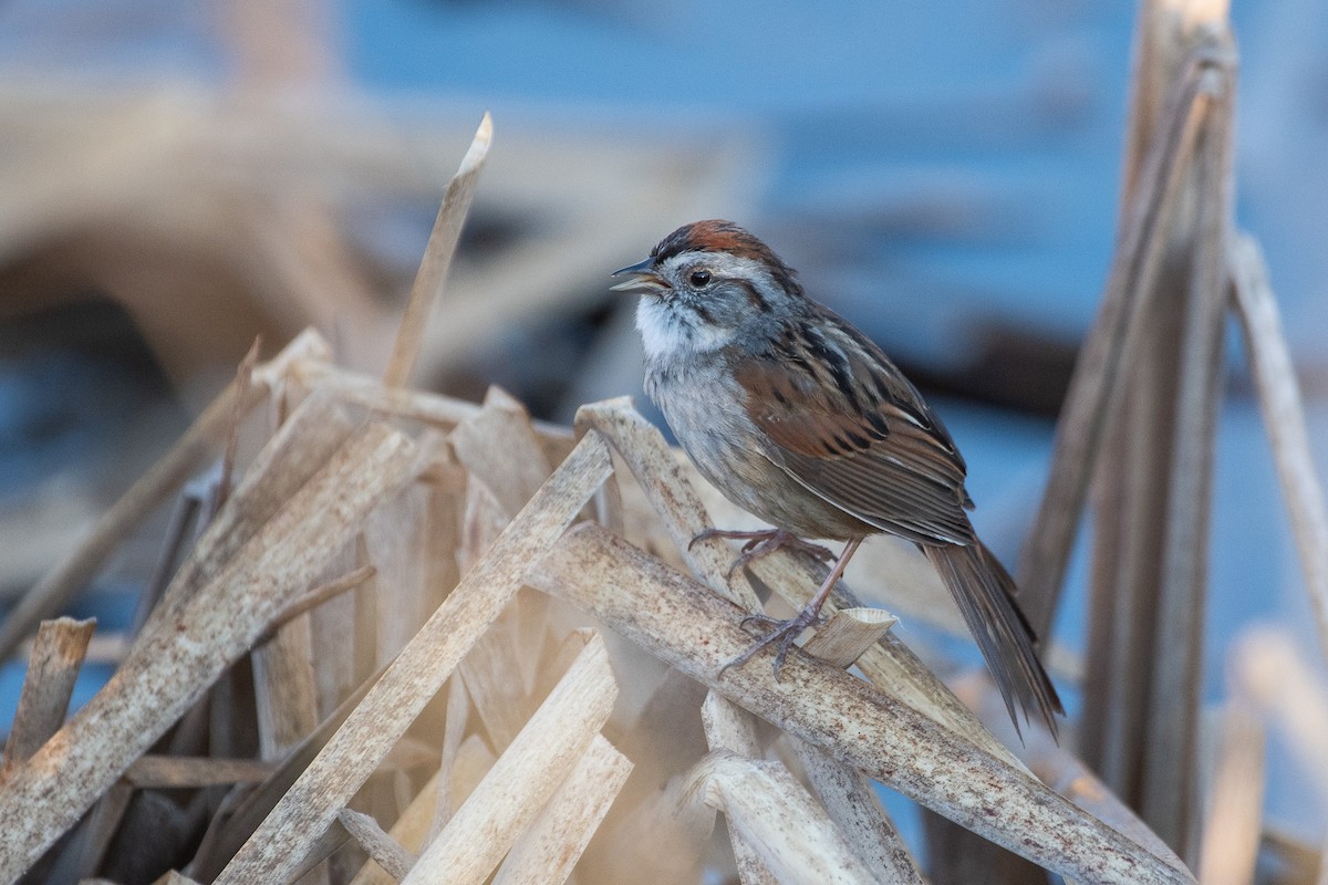 Swamp Sparrow - ML636051237