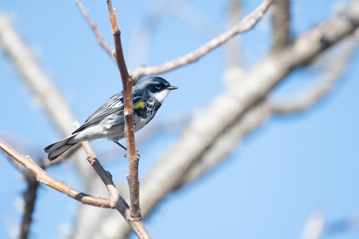 Yellow-rumped Warbler (Myrtle) - ML636051263