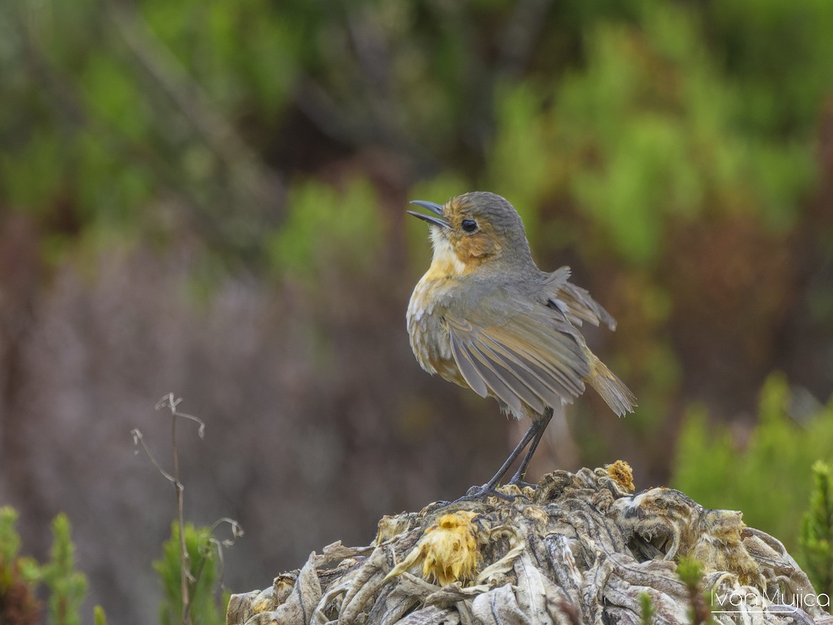 Boyaca Antpitta - ML636051358