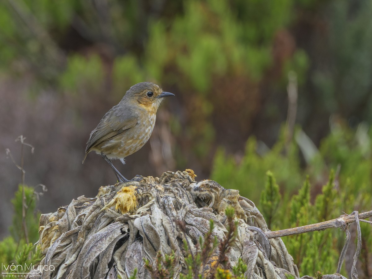 Boyaca Antpitta - ML636051375