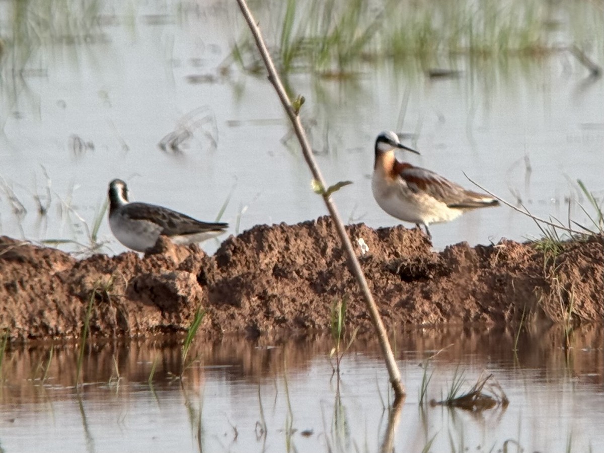 lyskonoh dlouhozobý - ML636051445