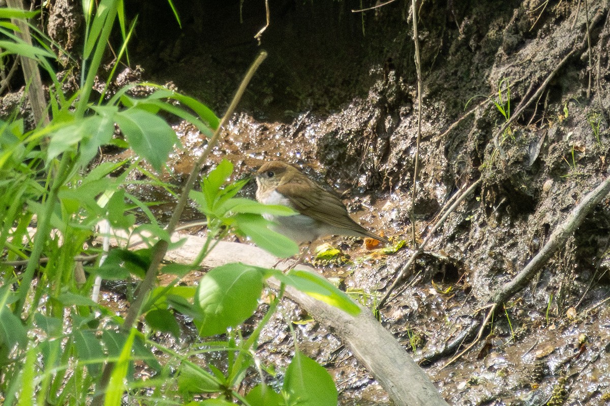 ビリーチャツグミ - ML636051485