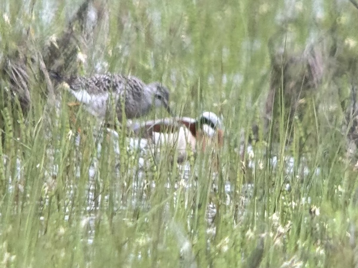 lyskonoh dlouhozobý - ML636051495