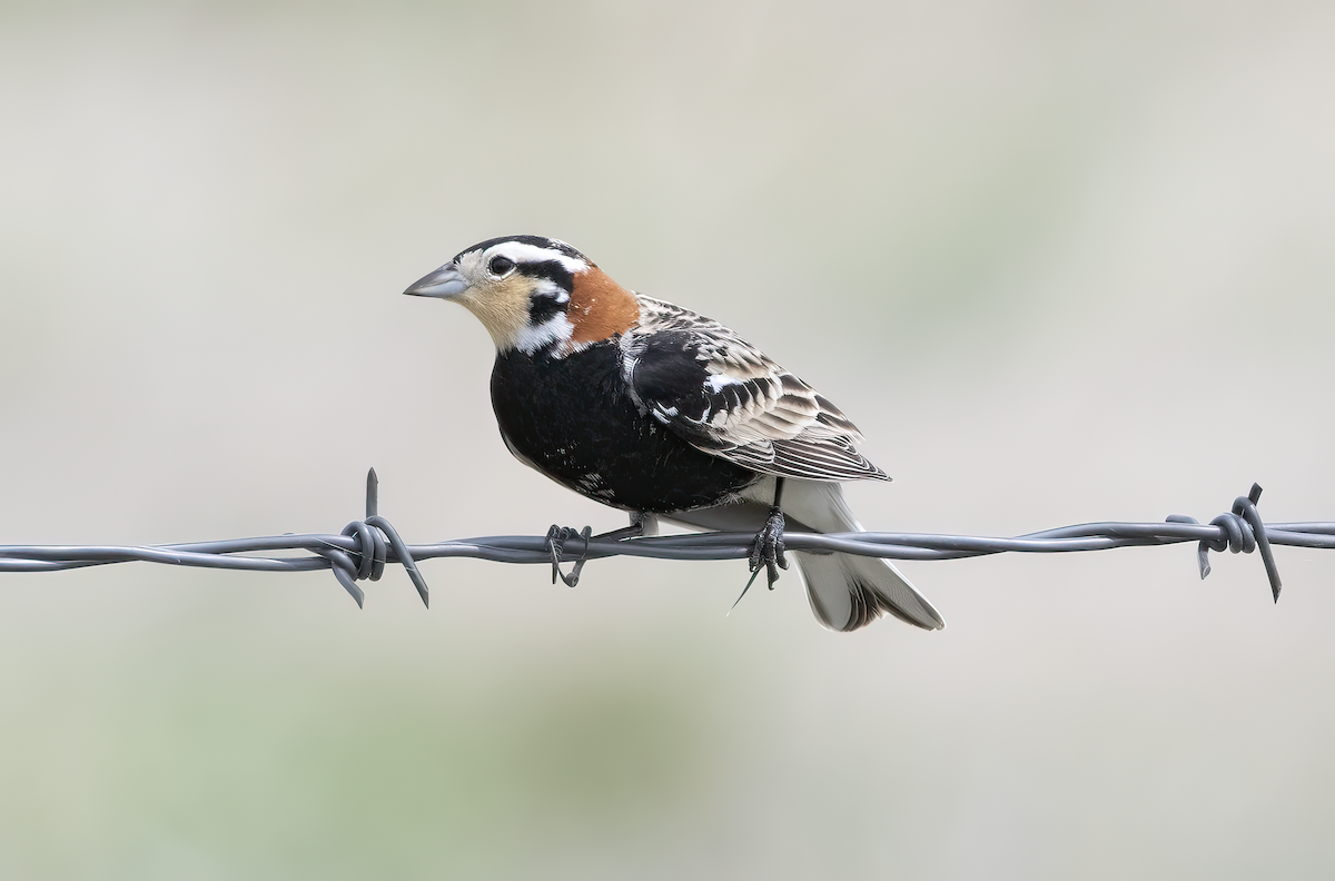 Chestnut-collared Longspur - ML636051548
