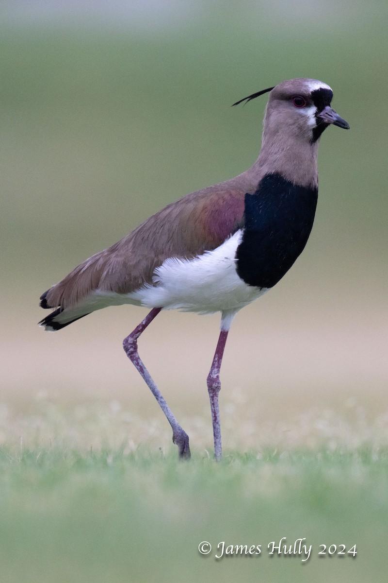 Southern Lapwing - ML636051566