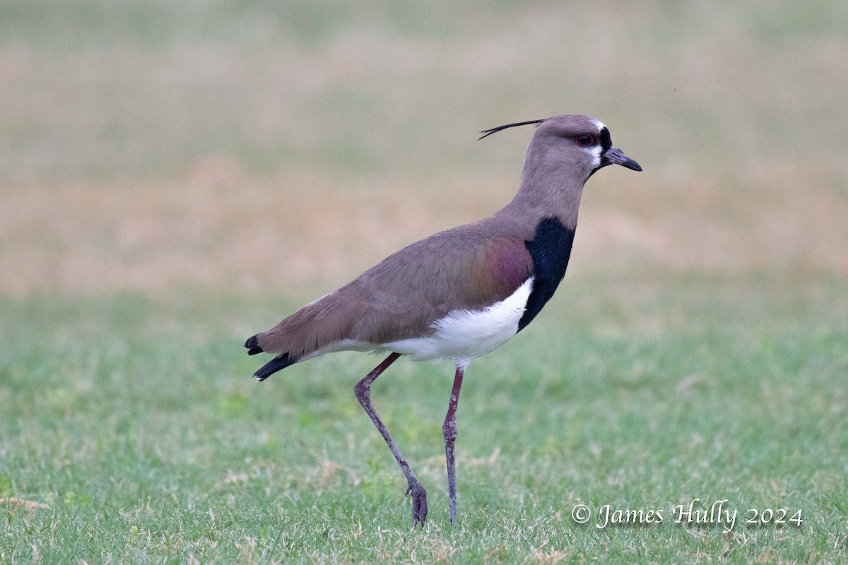Southern Lapwing - ML636051576