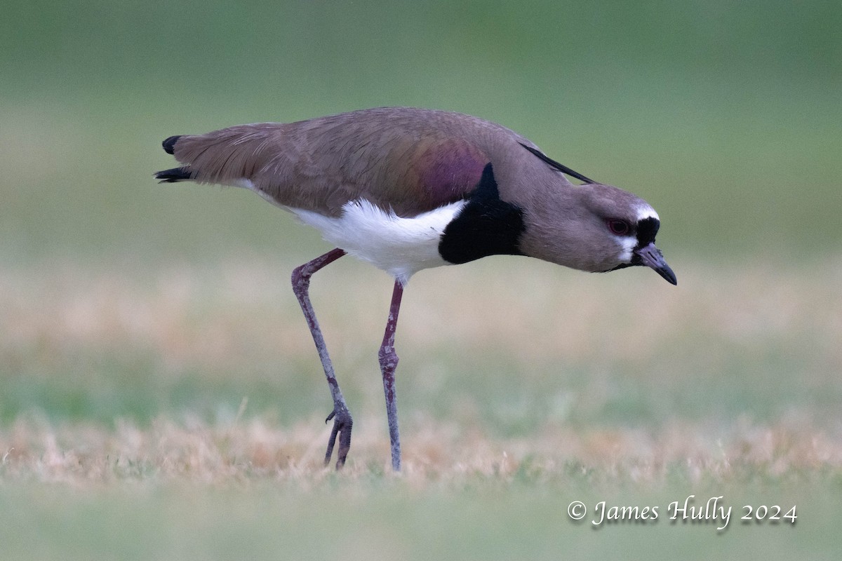 Southern Lapwing - ML636051577