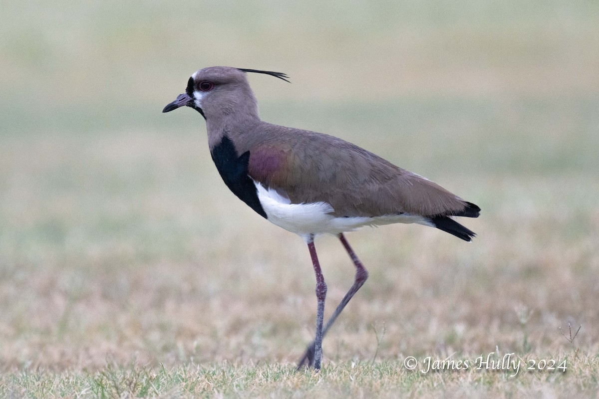 Southern Lapwing - ML636051578