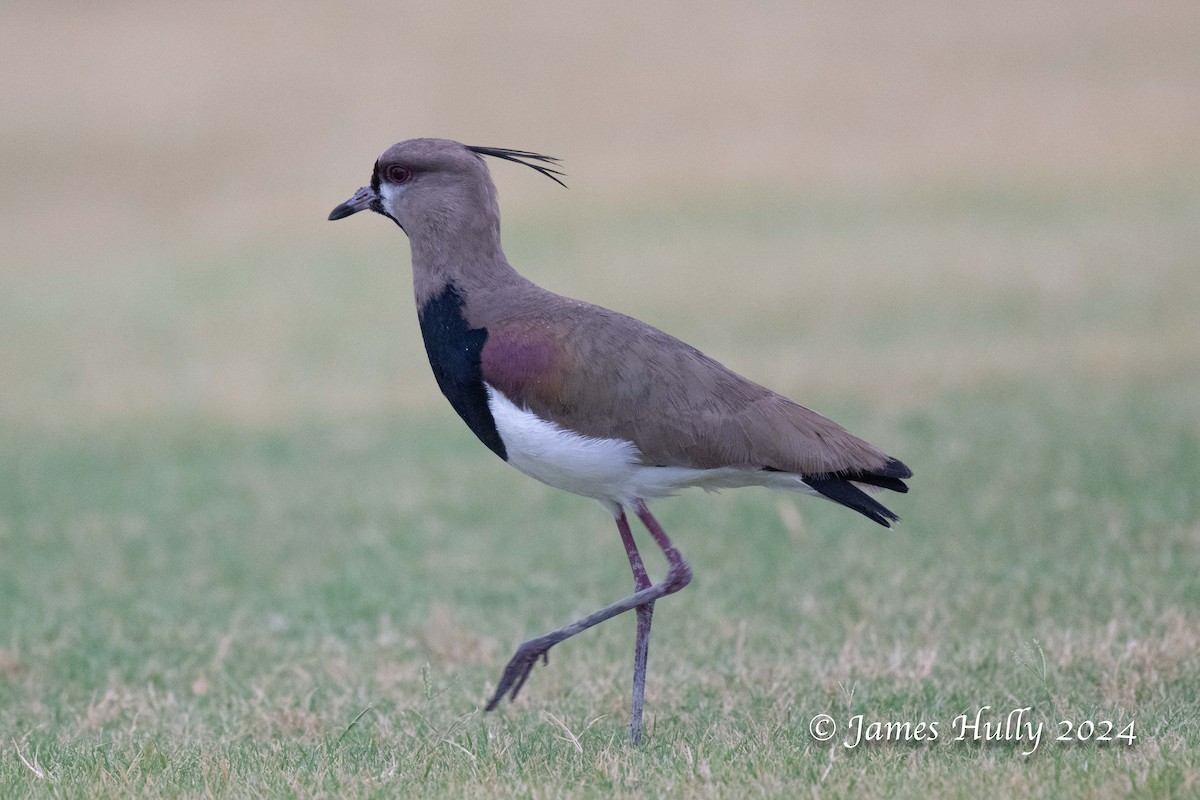 Southern Lapwing - ML636051581