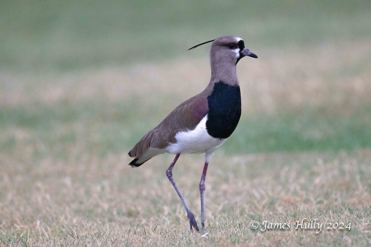 Southern Lapwing - ML636051585