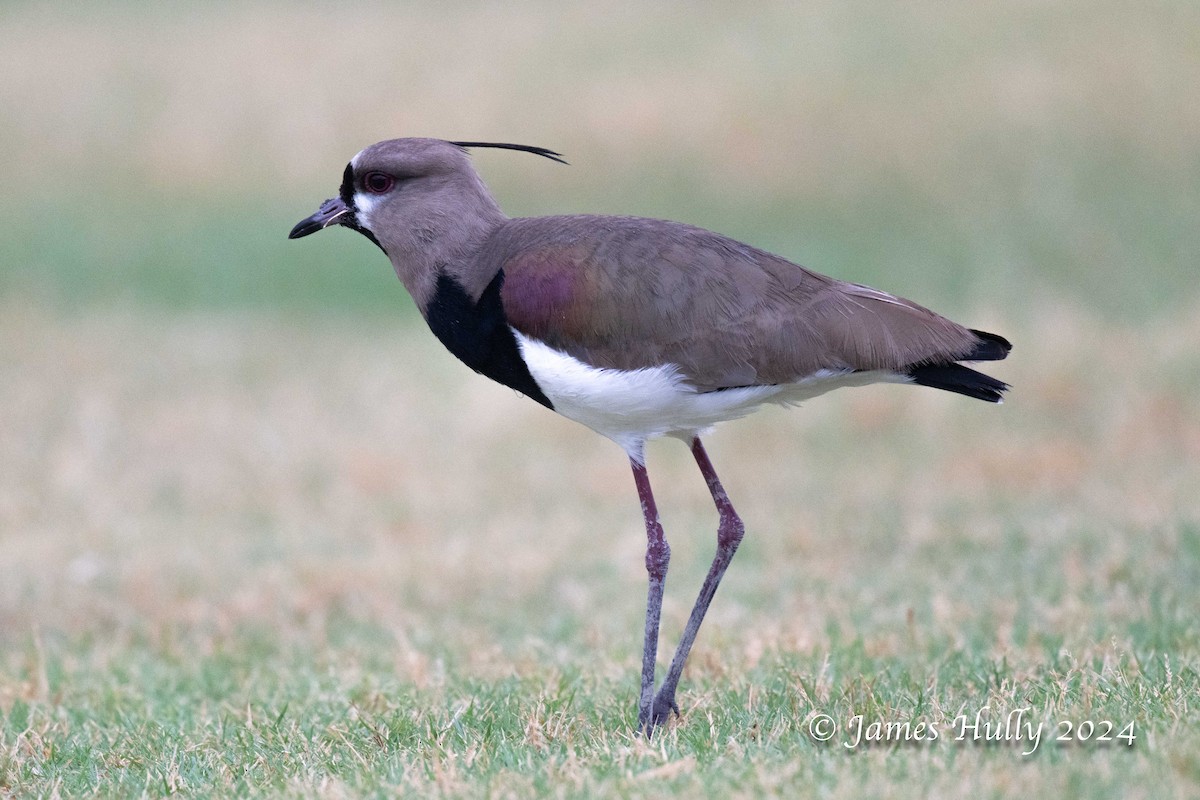 Southern Lapwing - ML636051586