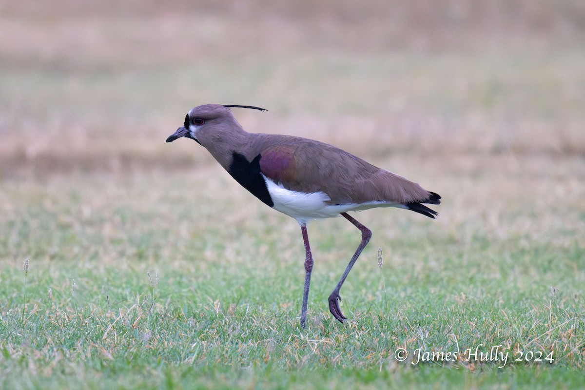 Southern Lapwing - ML636051589
