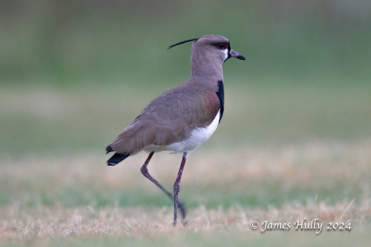 Southern Lapwing - ML636051597