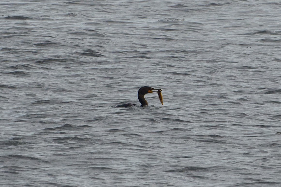 Cormoran à aigrettes - ML636051703
