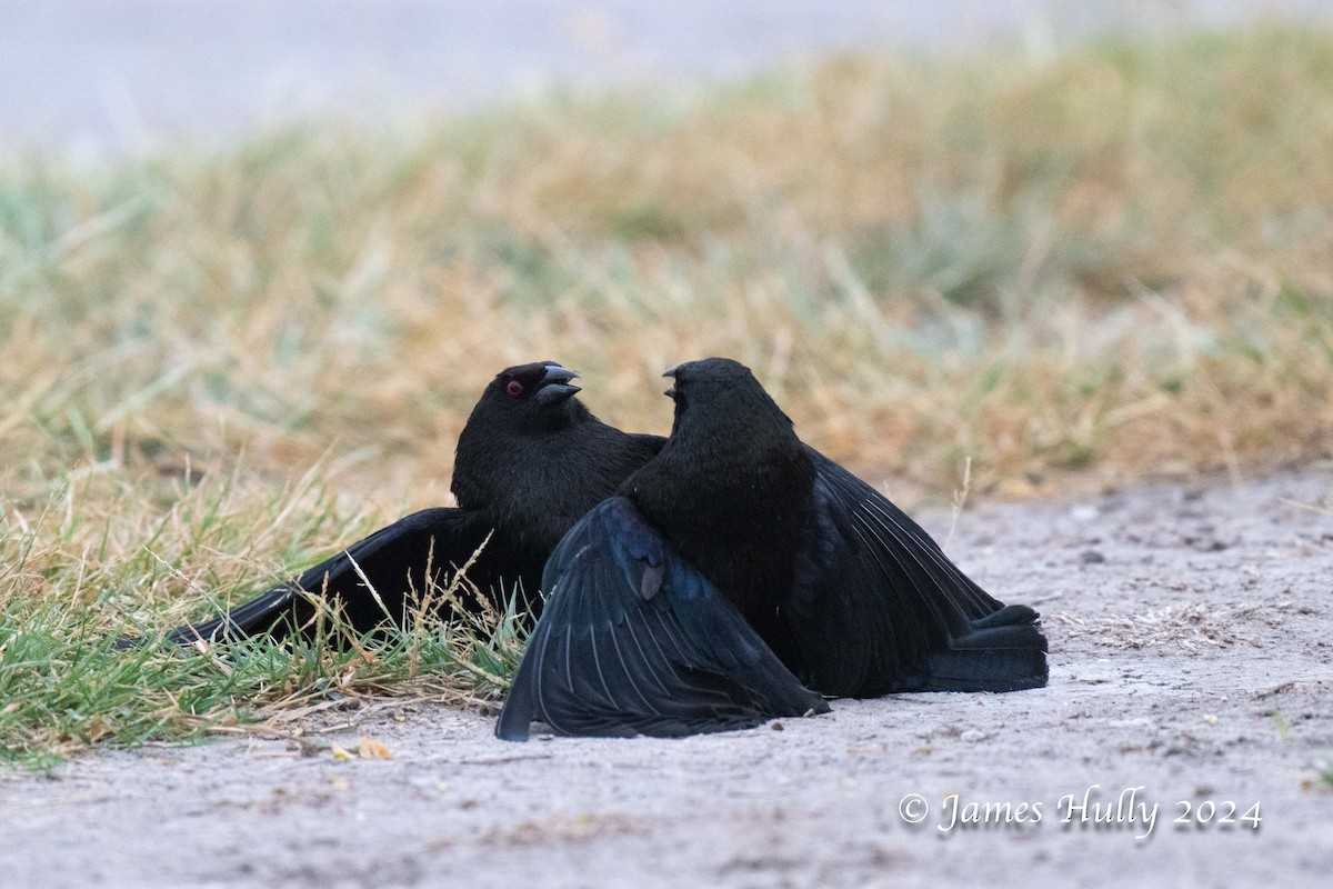 Bronzed Cowbird - ML636051712