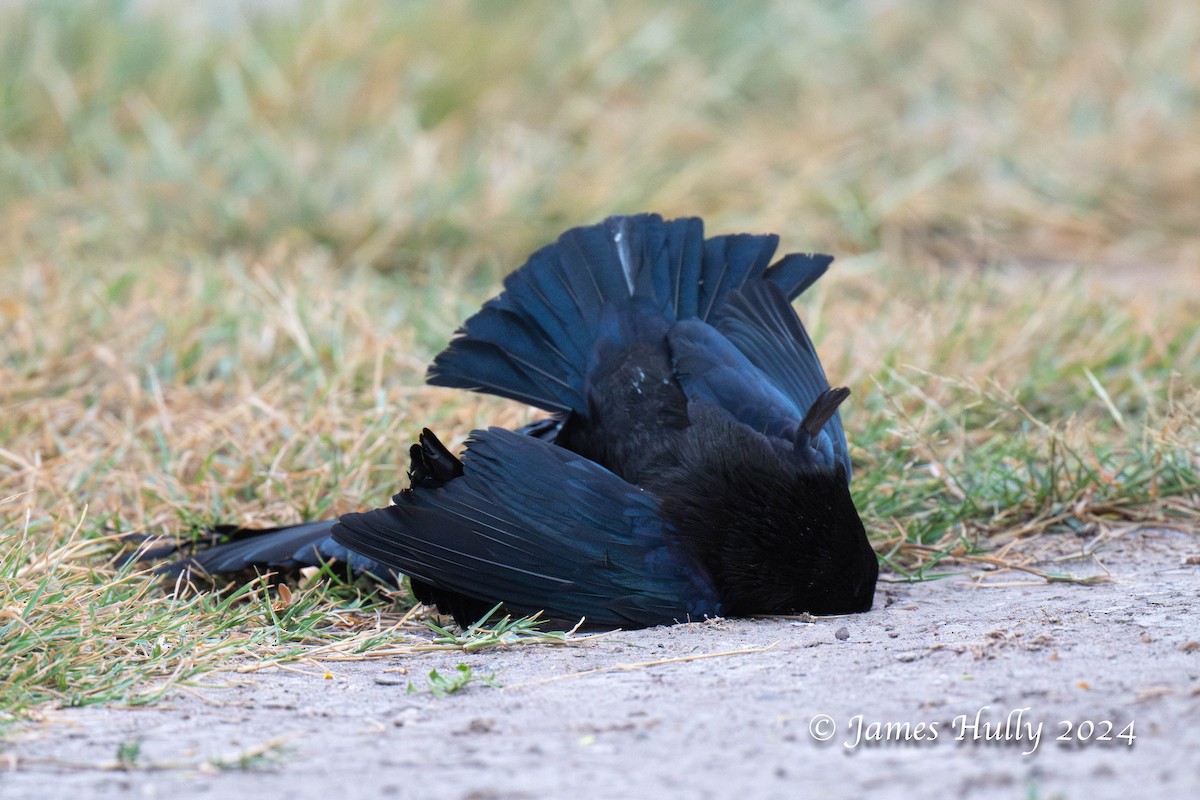 Bronzed Cowbird - ML636051722