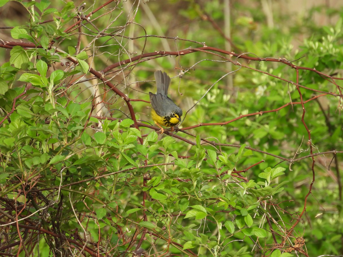 Canada Warbler - ML636051755