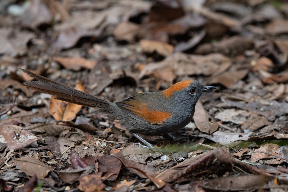 Azara's Spinetail - ML636051838