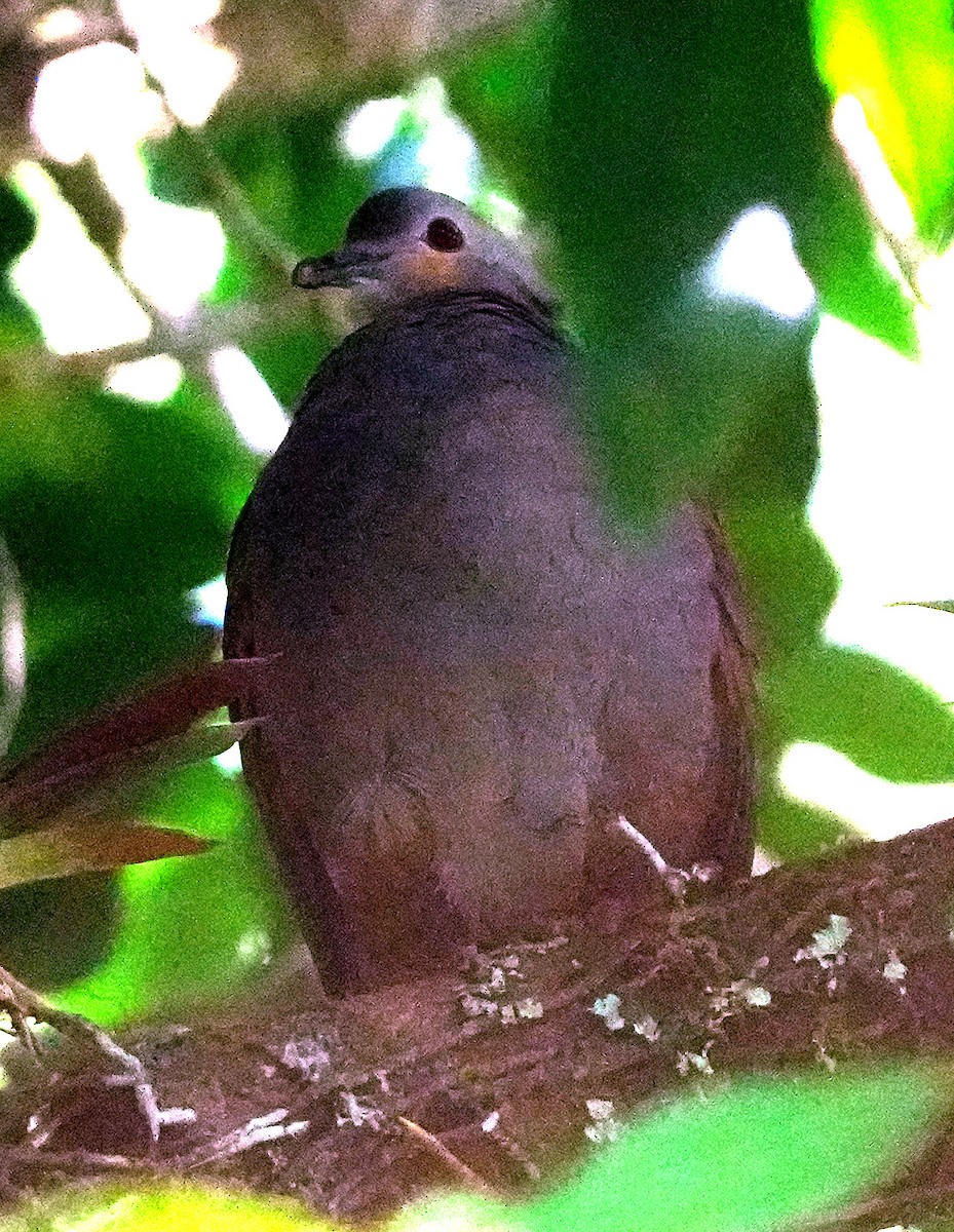 Crested Quail-Dove - ML636051892