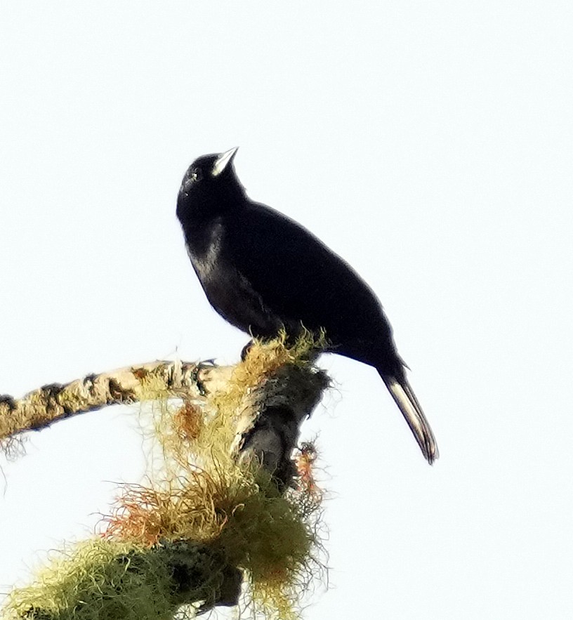 Jamaican Blackbird - ML636051934