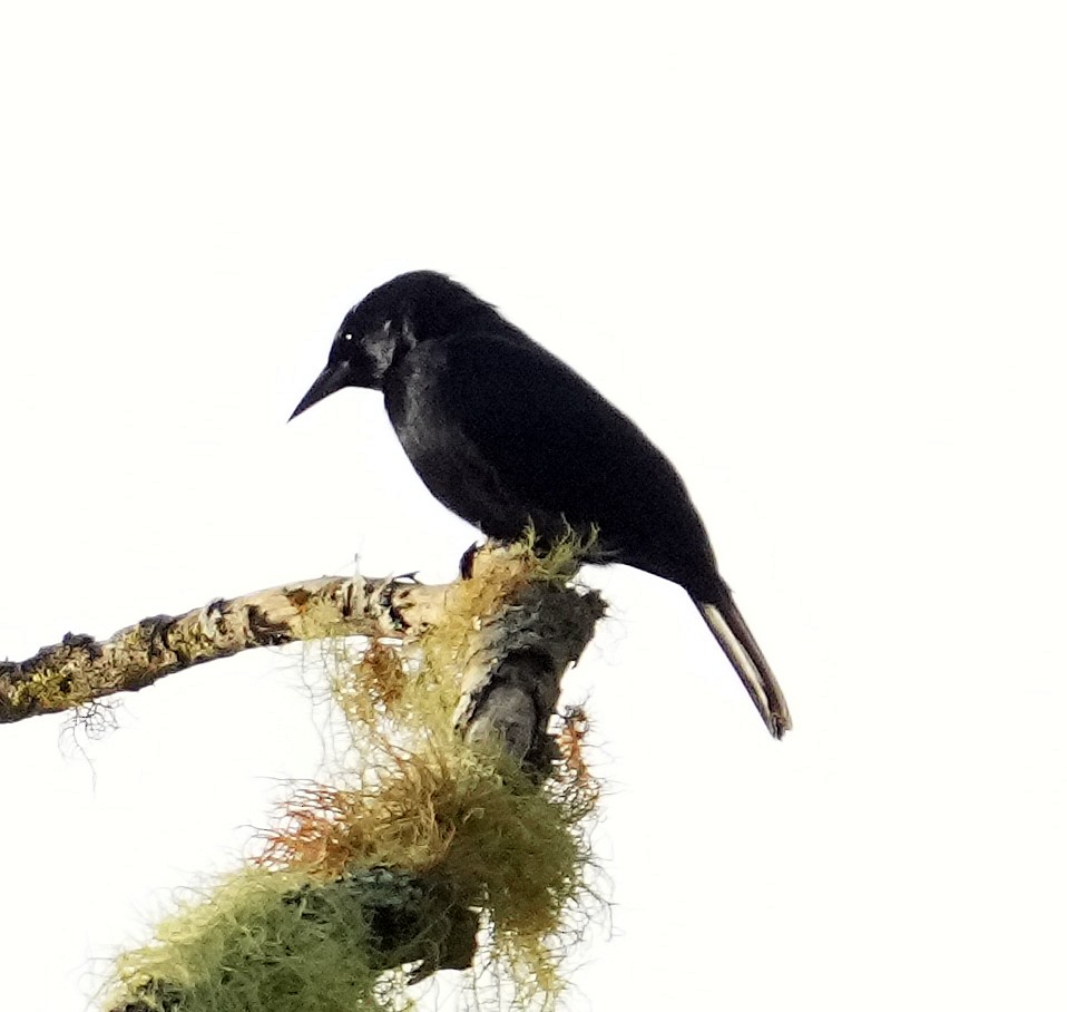 Jamaican Blackbird - ML636051935