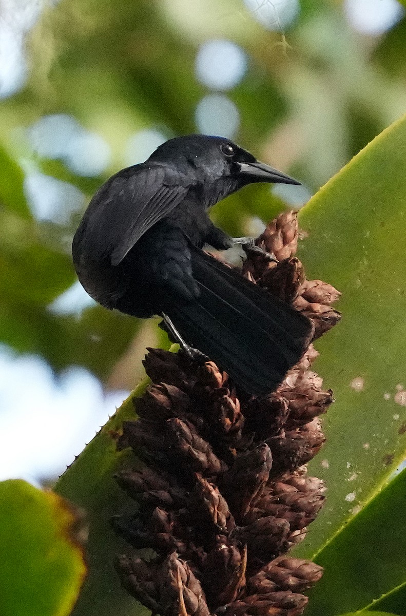 Jamaican Blackbird - ML636051936