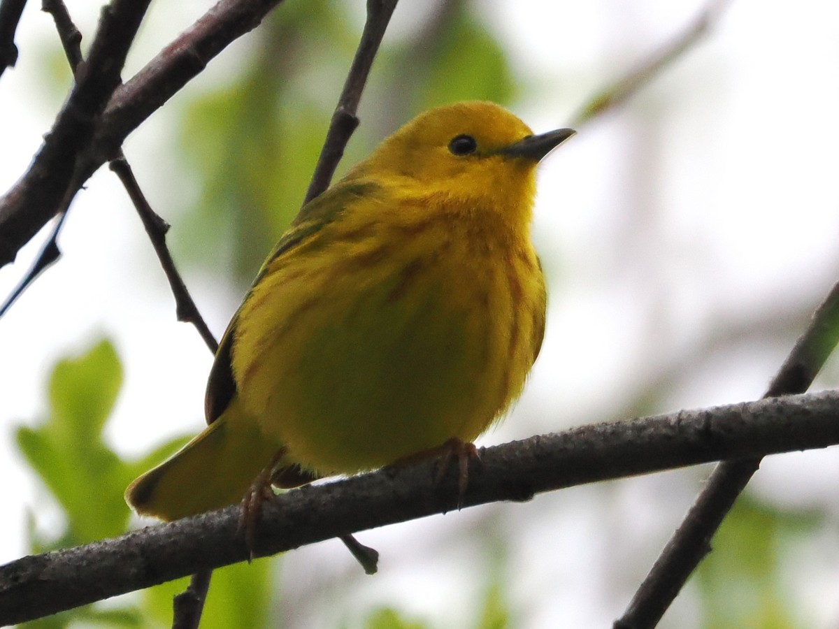 Northern Yellow Warbler - ML636051959