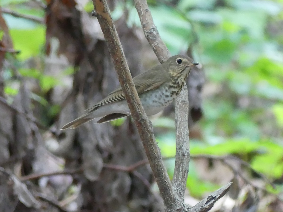 Swainson's Thrush - ML636051983