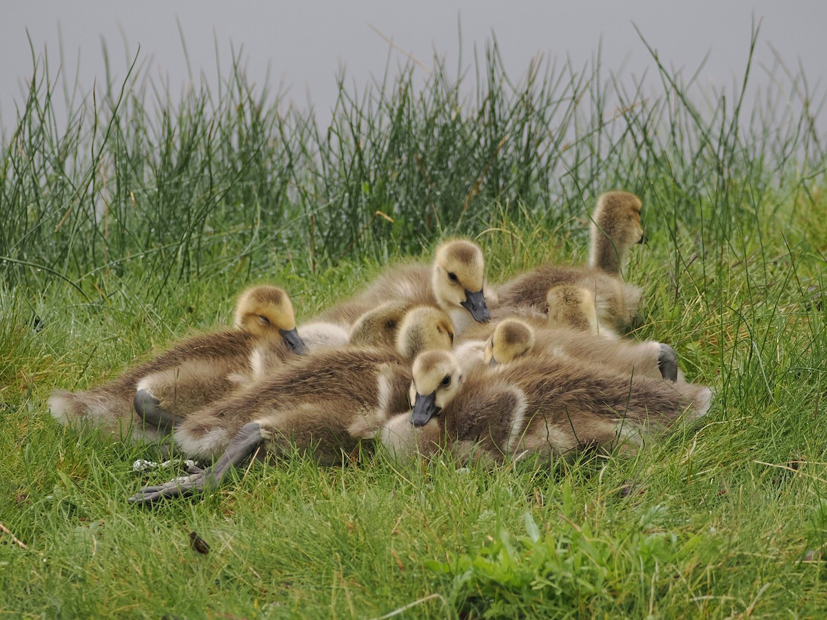 Canada Goose - ML636051987