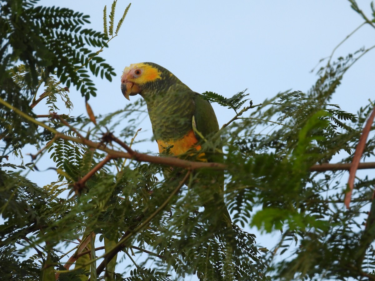Yellow-faced Parrot - ML636052032