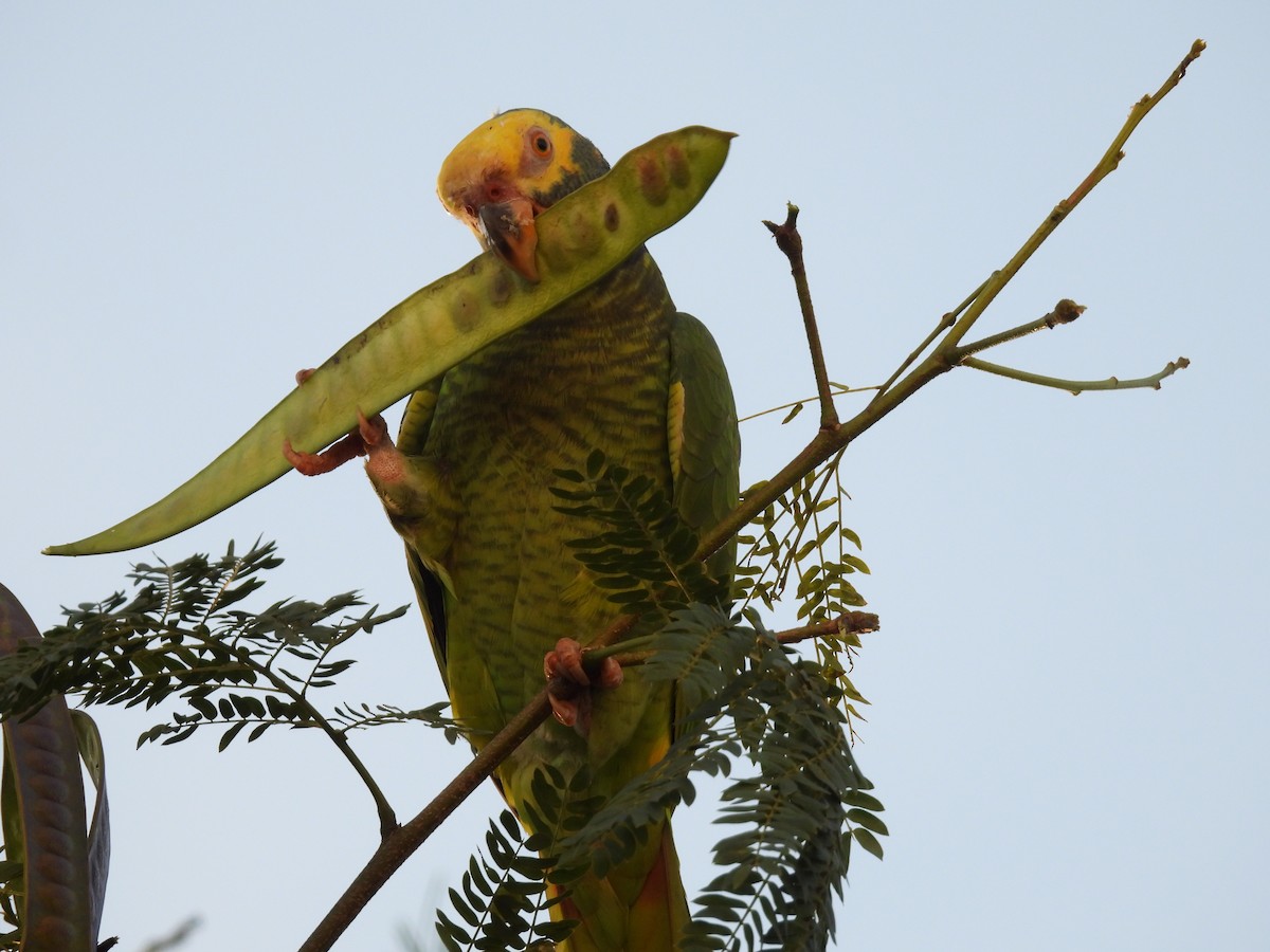 Yellow-faced Parrot - ML636052033
