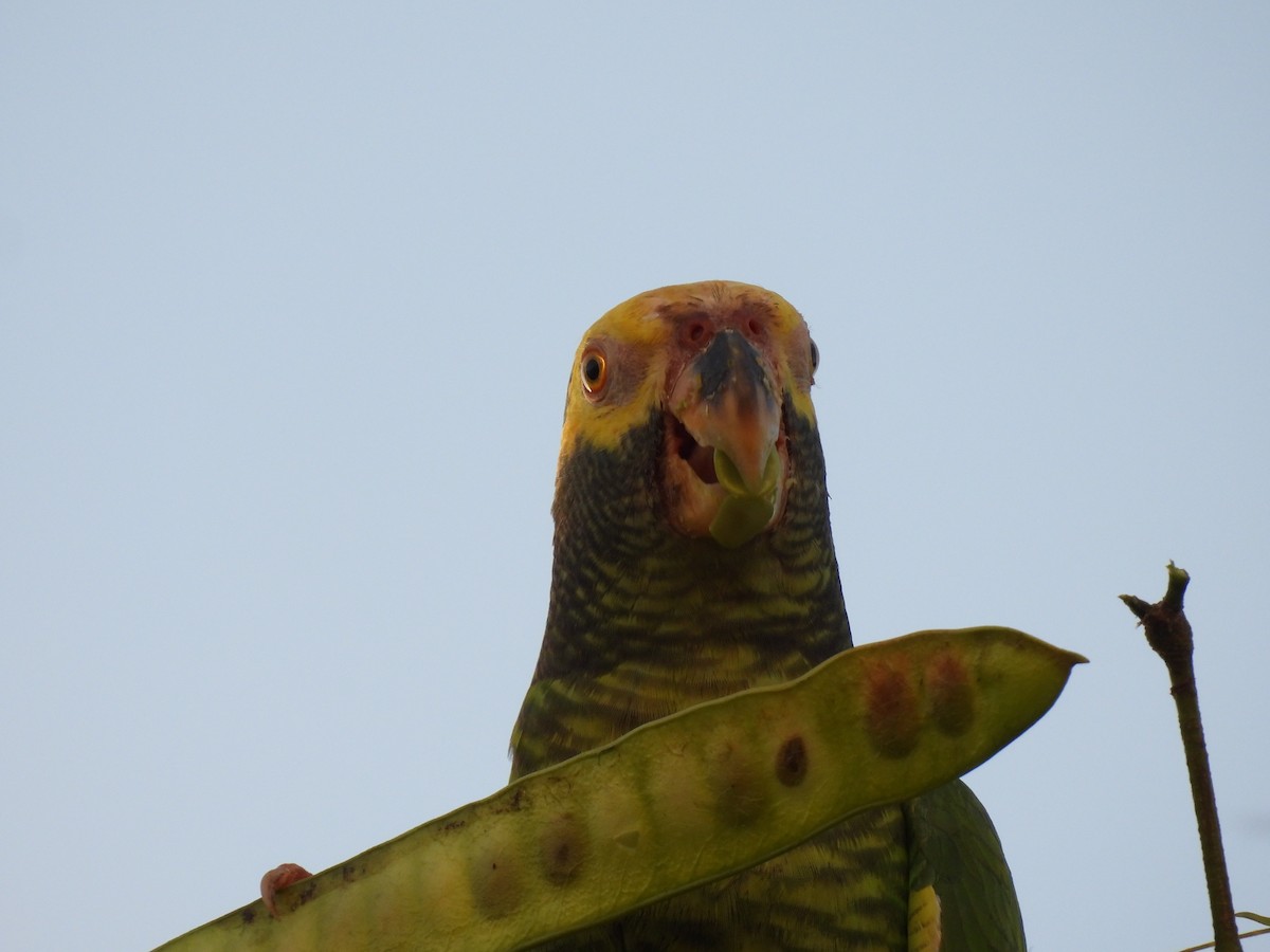 Yellow-faced Parrot - ML636052034